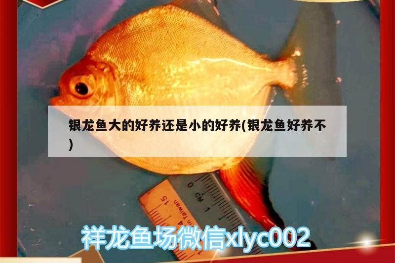 銀龍魚大的好養(yǎng)還是小的好養(yǎng)(銀龍魚好養(yǎng)不)