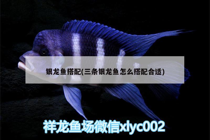 銀龍魚搭配(三條銀龍魚怎么搭配合適) 銀龍魚