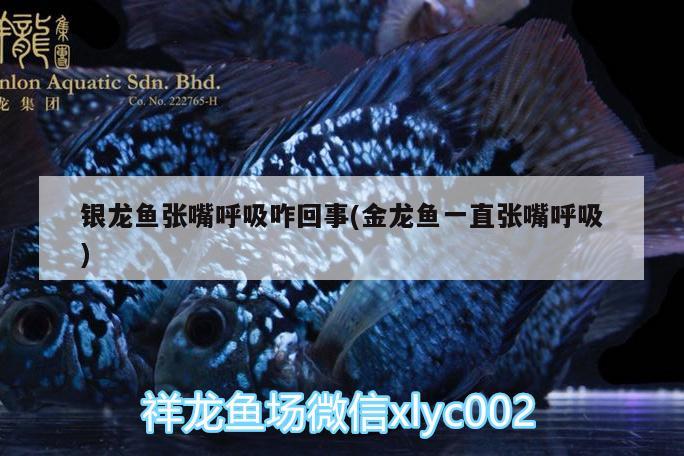 銀龍魚張嘴呼吸咋回事(金龍魚一直張嘴呼吸)