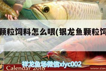 銀龍魚顆粒飼料怎么喂(銀龍魚顆粒飼料怎么喂魚) 銀龍魚