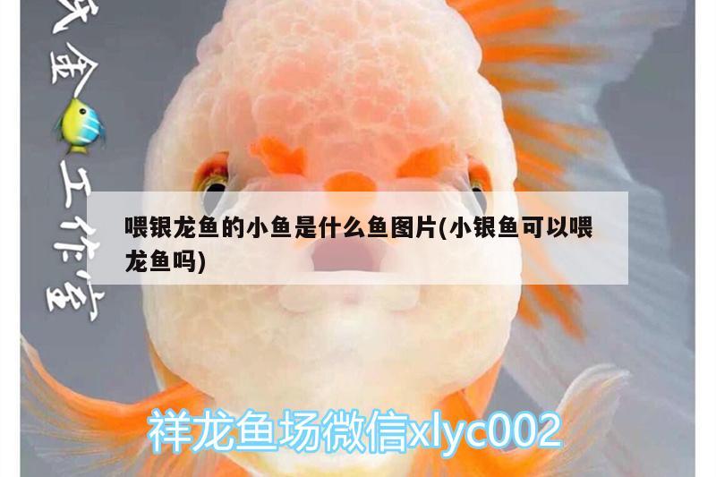 喂銀龍魚的小魚是什么魚圖片(小銀魚可以喂龍魚嗎) 銀龍魚 第2張