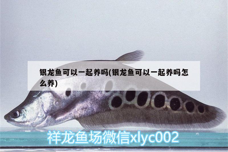 銀龍魚可以一起養(yǎng)嗎(銀龍魚可以一起養(yǎng)嗎怎么養(yǎng)) 銀龍魚