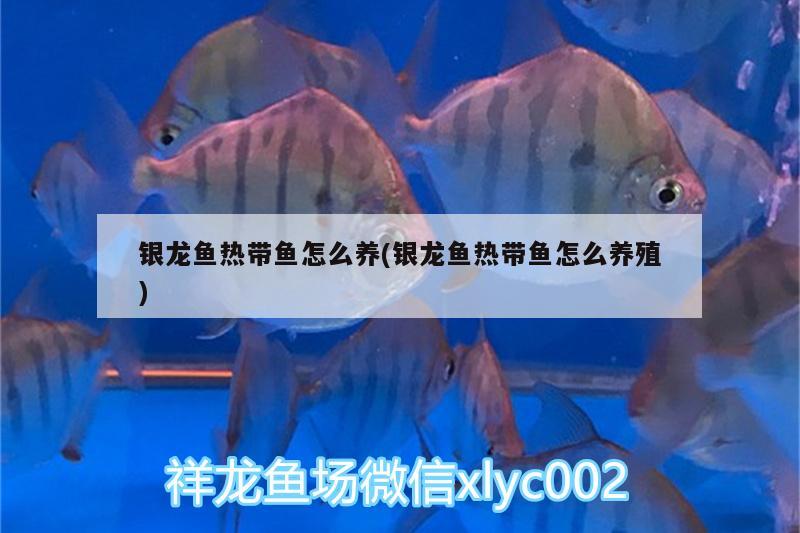 銀龍魚熱帶魚怎么養(yǎng)(銀龍魚熱帶魚怎么養(yǎng)殖) 銀龍魚