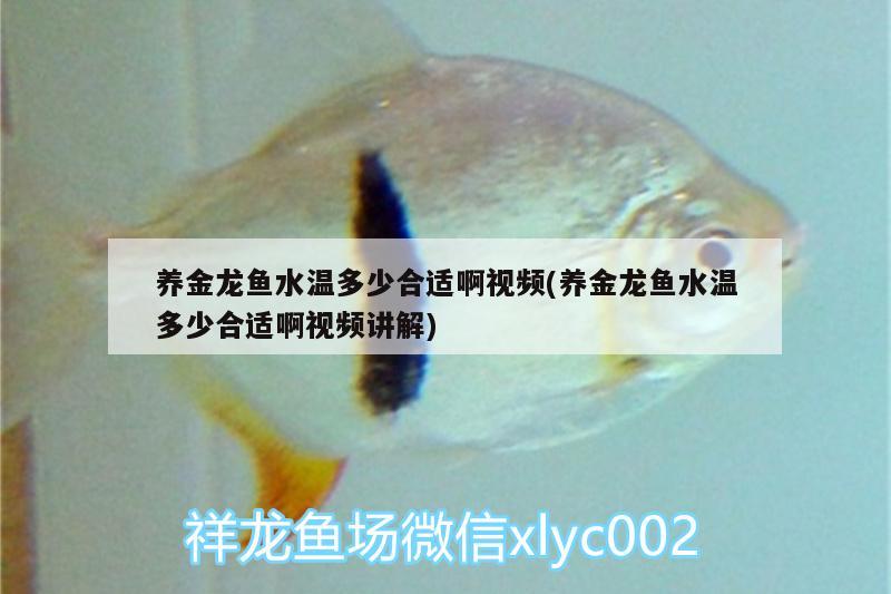 養(yǎng)金龍魚水溫多少合適啊視頻(養(yǎng)金龍魚水溫多少合適啊視頻講解) 水溫計