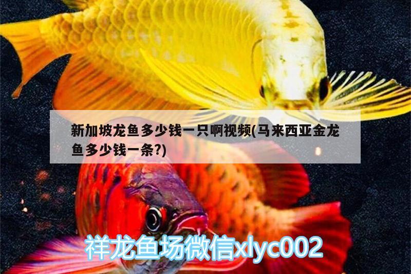 新加坡龍魚(yú)多少錢一只啊視頻(馬來(lái)西亞金龍魚(yú)多少錢一條?)