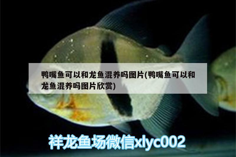 鴨嘴魚(yú)可以和龍魚(yú)混養(yǎng)嗎圖片(鴨嘴魚(yú)可以和龍魚(yú)混養(yǎng)嗎圖片欣賞) 女王大帆魚(yú)苗