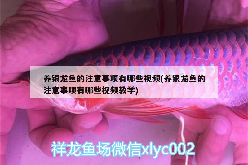 養(yǎng)銀龍魚的注意事項(xiàng)有哪些視頻(養(yǎng)銀龍魚的注意事項(xiàng)有哪些視頻教學(xué)) 銀龍魚百科