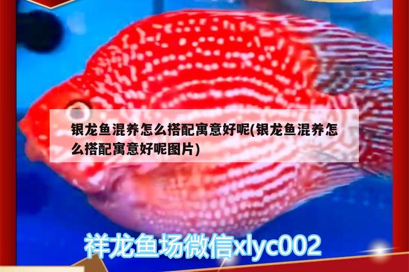 銀龍魚混養(yǎng)怎么搭配寓意好呢(銀龍魚混養(yǎng)怎么搭配寓意好呢圖片) 銀龍魚百科