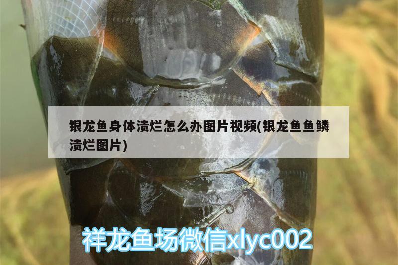 銀龍魚身體潰爛怎么辦圖片視頻(銀龍魚魚鱗潰爛圖片) 銀龍魚百科