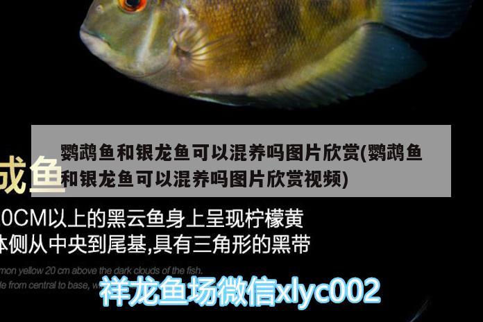 鸚鵡魚和銀龍魚可以混養(yǎng)嗎圖片欣賞(鸚鵡魚和銀龍魚可以混養(yǎng)嗎圖片欣賞視頻) 鸚鵡魚