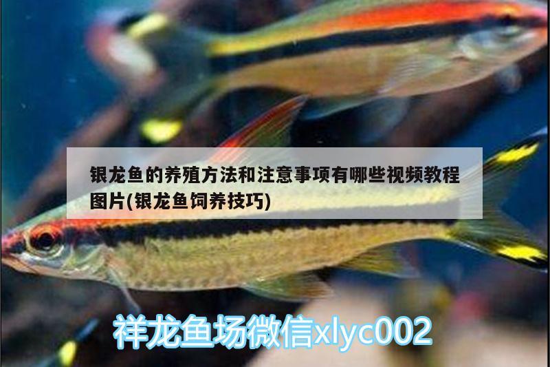 銀龍魚的養(yǎng)殖方法和注意事項有哪些視頻教程圖片(銀龍魚飼養(yǎng)技巧) 銀龍魚百科