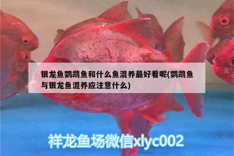 銀龍魚鸚鵡魚和什么魚混養(yǎng)最好看呢(鸚鵡魚與銀龍魚混養(yǎng)應(yīng)注意什么) 鸚鵡魚