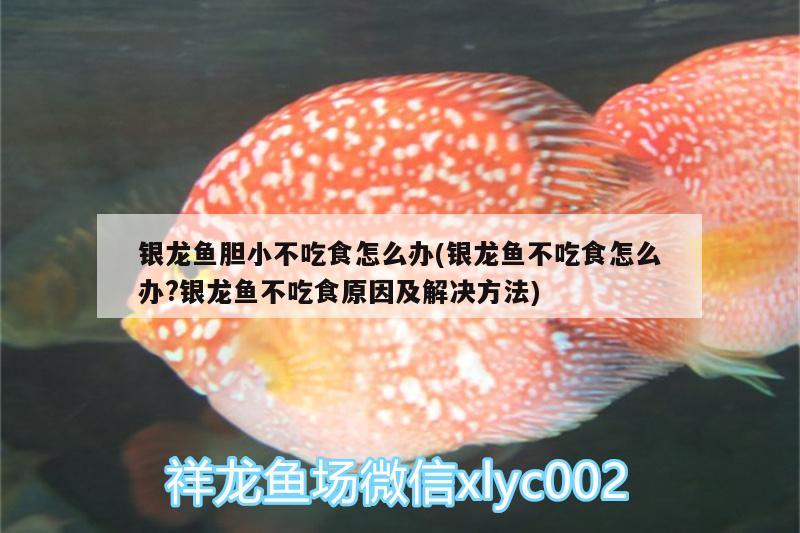 銀龍魚膽小不吃食怎么辦(銀龍魚不吃食怎么辦?銀龍魚不吃食原因及解決方法) 銀龍魚百科