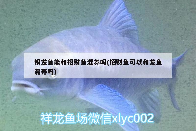 銀龍魚能和招財魚混養(yǎng)嗎(招財魚可以和龍魚混養(yǎng)嗎) 銀龍魚百科