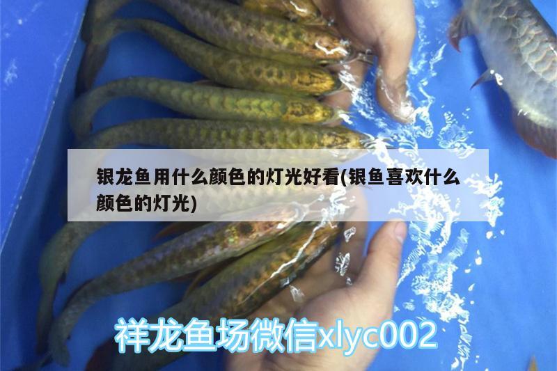 銀龍魚用什么顏色的燈光好看(銀魚喜歡什么顏色的燈光) 銀龍魚