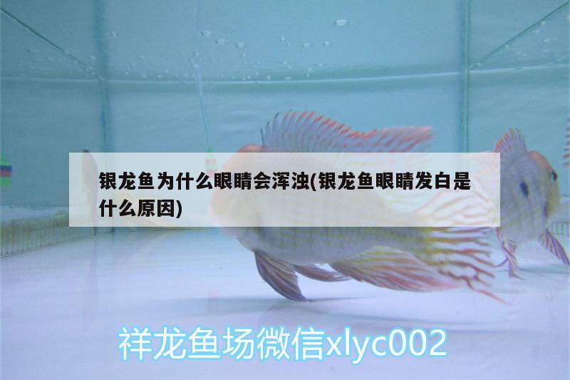 銀龍魚為什么眼睛會渾濁(銀龍魚眼睛發(fā)白是什么原因)