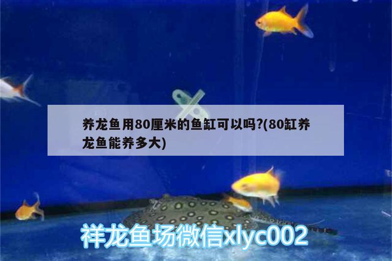 養(yǎng)龍魚用80厘米的魚缸可以嗎?(80缸養(yǎng)龍魚能養(yǎng)多大) 眼斑魚