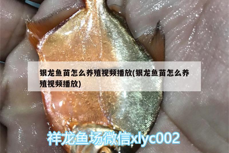 銀龍魚苗怎么養(yǎng)殖視頻播放(銀龍魚苗怎么養(yǎng)殖視頻播放)