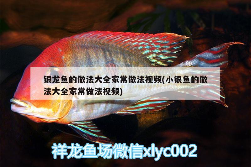 銀龍魚的做法大全家常做法視頻(小銀魚的做法大全家常做法視頻) 銀龍魚