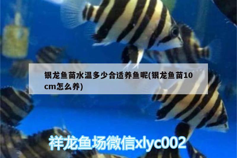 銀龍魚苗水溫多少合適養(yǎng)魚呢(銀龍魚苗10cm怎么養(yǎng)) 銀龍魚