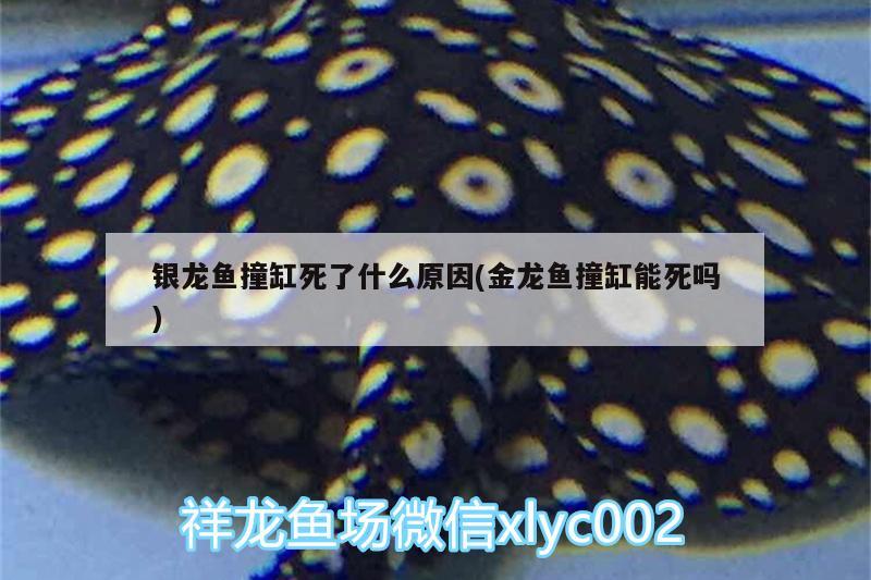 銀龍魚撞缸死了什么原因(金龍魚撞缸能死嗎)