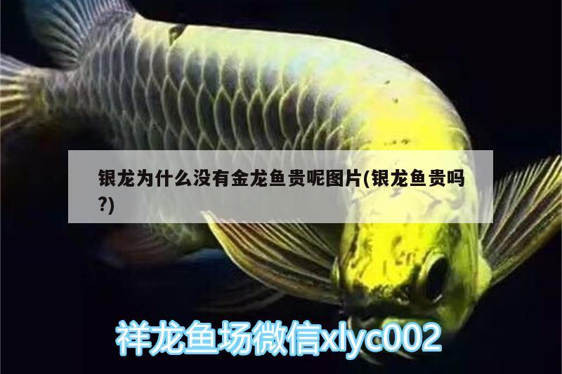 銀龍為什么沒有金龍魚貴呢圖片(銀龍魚貴嗎?) 銀龍魚