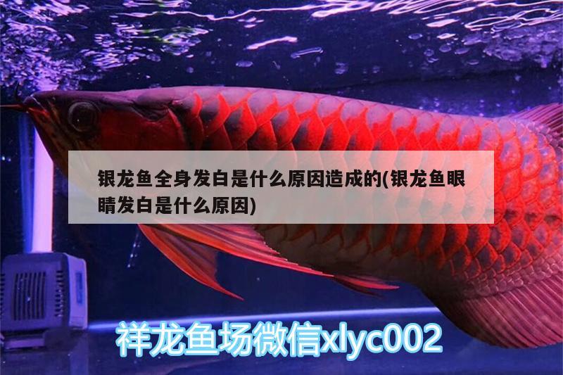 銀龍魚全身發(fā)白是什么原因造成的(銀龍魚眼睛發(fā)白是什么原因) 銀龍魚百科