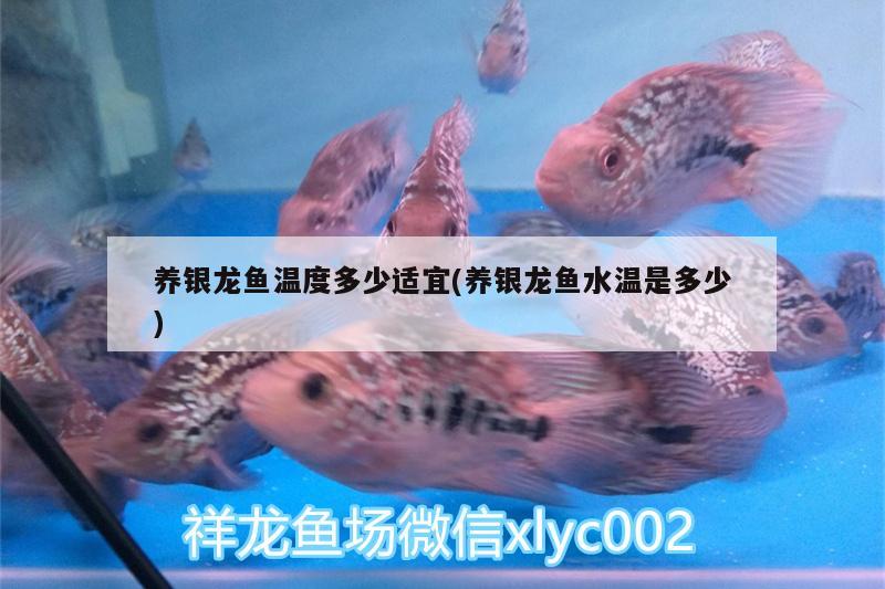 養(yǎng)銀龍魚溫度多少適宜(養(yǎng)銀龍魚水溫是多少) 銀龍魚