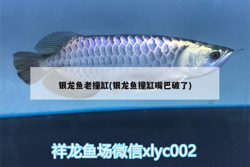 銀龍魚老撞缸(銀龍魚撞缸嘴巴破了)