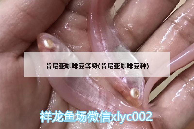 肯尼亞咖啡豆等級(肯尼亞咖啡豆種)