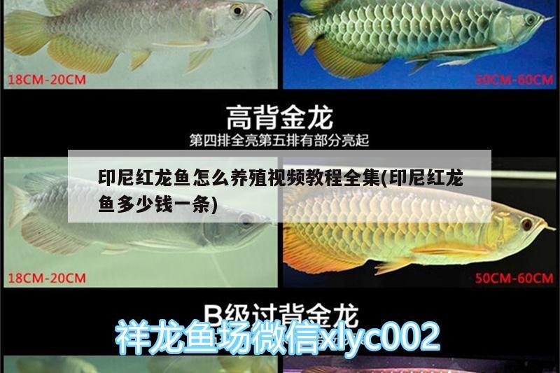 印尼紅龍魚怎么養(yǎng)殖視頻教程全集(印尼紅龍魚多少錢一條) 印尼紅龍魚