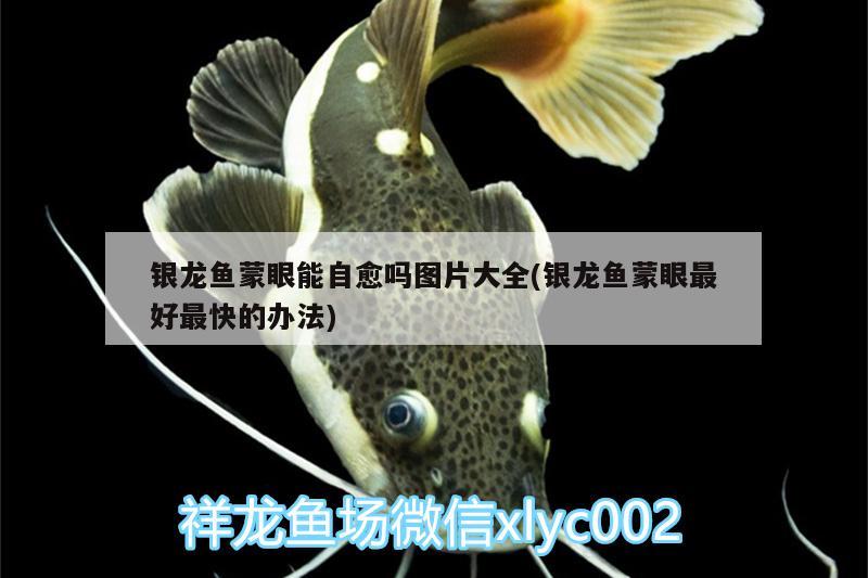 銀龍魚蒙眼能自愈嗎圖片大全(銀龍魚蒙眼最好最快的辦法) 銀龍魚百科