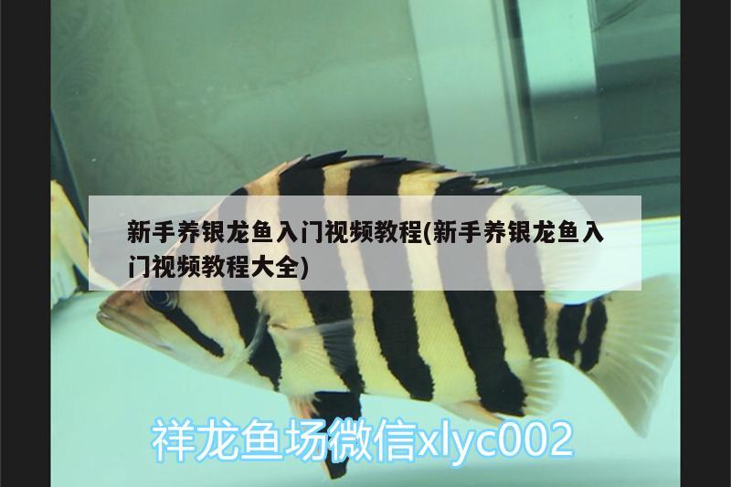 新手養(yǎng)銀龍魚入門視頻教程(新手養(yǎng)銀龍魚入門視頻教程大全) 銀龍魚百科