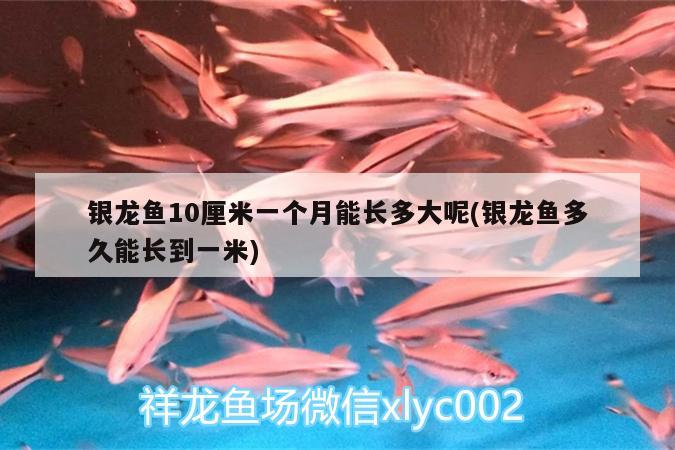 銀龍魚10厘米一個月能長多大呢(銀龍魚多久能長到一米)