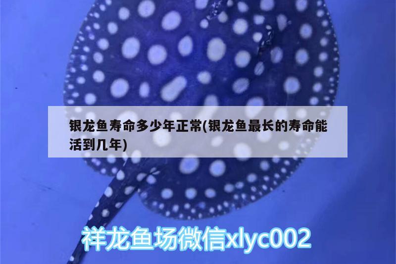 銀龍魚壽命多少年正常(銀龍魚最長的壽命能活到幾年) 銀龍魚