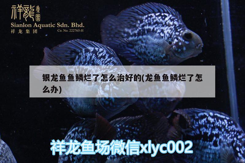 銀龍魚魚鱗爛了怎么治好的(龍魚魚鱗爛了怎么辦)