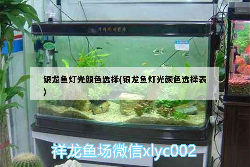 銀龍魚燈光顏色選擇(銀龍魚燈光顏色選擇表) 銀龍魚百科