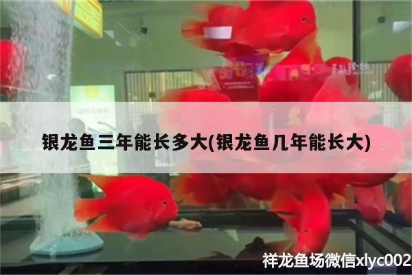 銀龍魚三年能長(zhǎng)多大(銀龍魚幾年能長(zhǎng)大) 銀龍魚百科