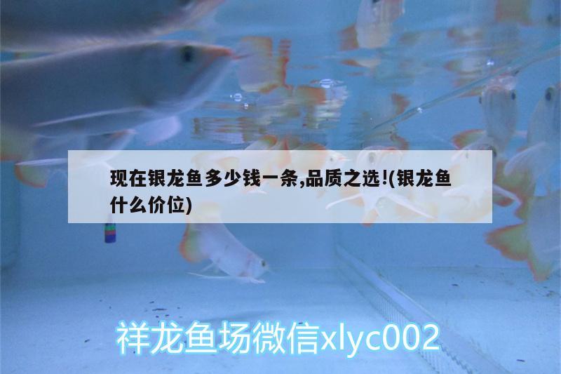 現(xiàn)在銀龍魚多少錢一條,品質(zhì)之選!(銀龍魚什么價(jià)位) 銀龍魚百科