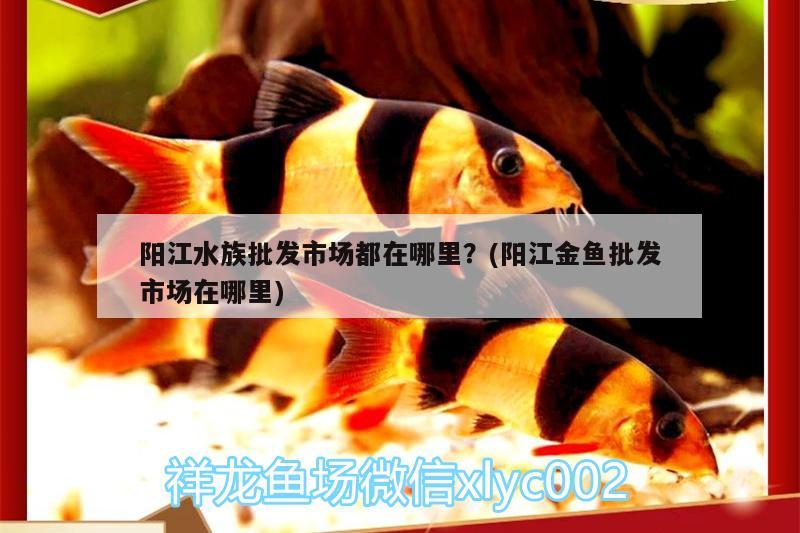 陽(yáng)江水族批發(fā)市場(chǎng)都在哪里？(陽(yáng)江金魚批發(fā)市場(chǎng)在哪里) 觀賞魚水族批發(fā)市場(chǎng)