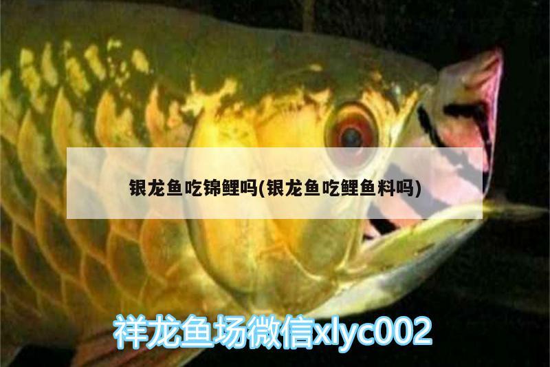 銀龍魚吃錦鯉嗎(銀龍魚吃鯉魚料嗎) 銀龍魚百科