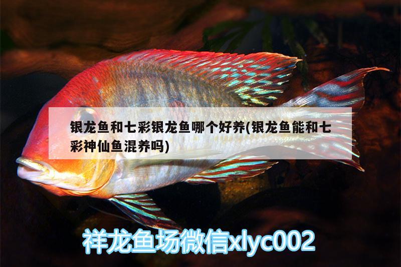 銀龍魚和七彩銀龍魚哪個好養(yǎng)(銀龍魚能和七彩神仙魚混養(yǎng)嗎)