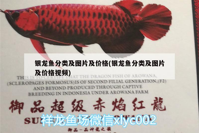 銀龍魚(yú)分類及圖片及價(jià)格(銀龍魚(yú)分類及圖片及價(jià)格視頻)