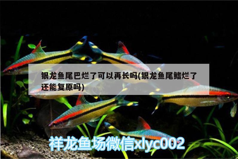 銀龍魚尾巴爛了可以再長(zhǎng)嗎(銀龍魚尾鰭爛了還能復(fù)原嗎)