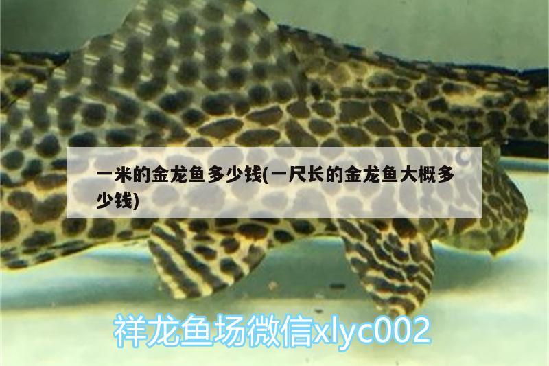 一米的金龍魚(yú)多少錢(一尺長(zhǎng)的金龍魚(yú)大概多少錢)