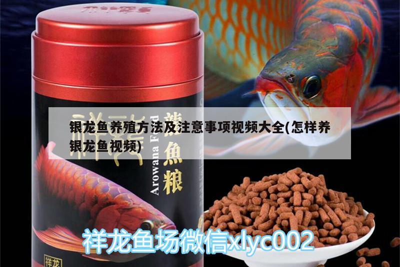 銀龍魚養(yǎng)殖方法及注意事項視頻大全(怎樣養(yǎng)銀龍魚視頻) 銀龍魚百科