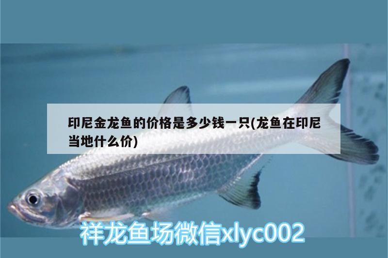 印尼金龍魚的價格是多少錢一只(龍魚在印尼當(dāng)?shù)厥裁磧r)