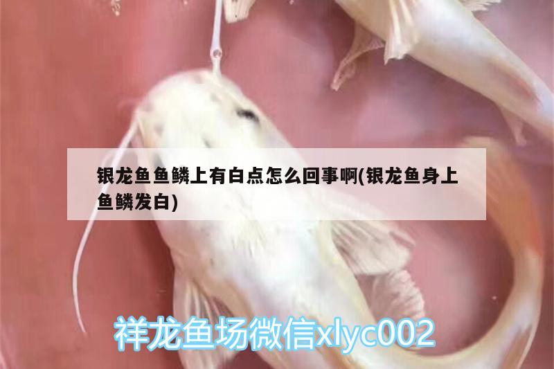 銀龍魚魚鱗上有白點(diǎn)怎么回事啊(銀龍魚身上魚鱗發(fā)白) 銀龍魚