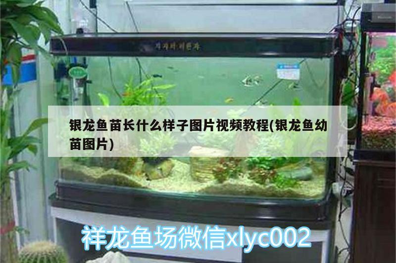 銀龍魚苗長(zhǎng)什么樣子圖片視頻教程(銀龍魚幼苗圖片) 銀龍魚百科