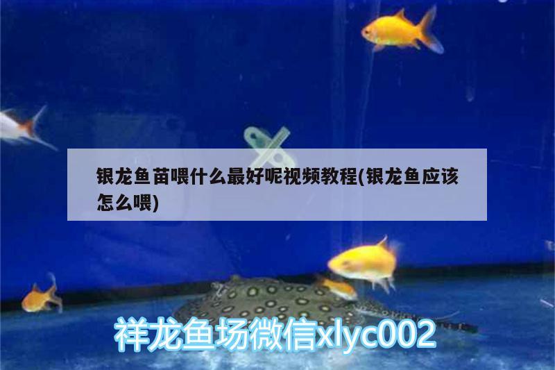 銀龍魚苗喂什么最好呢視頻教程(銀龍魚應(yīng)該怎么喂)